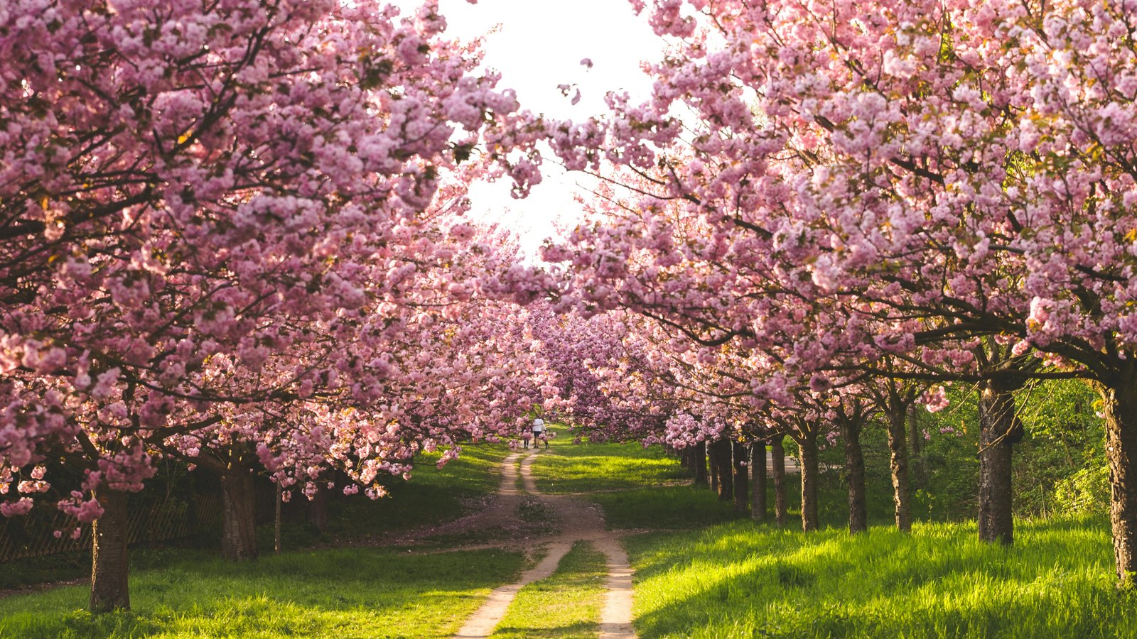 Cherry Tree — Expérience de marque cinématographique